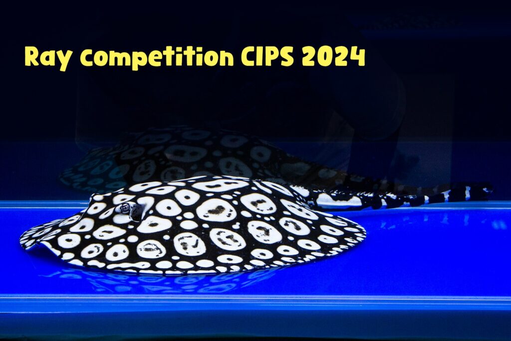 CIPS 2024
