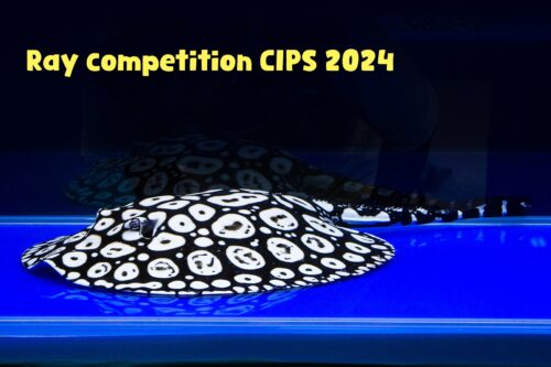 CIPS 2024