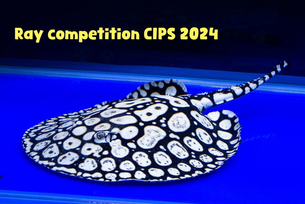 CIPS 2024