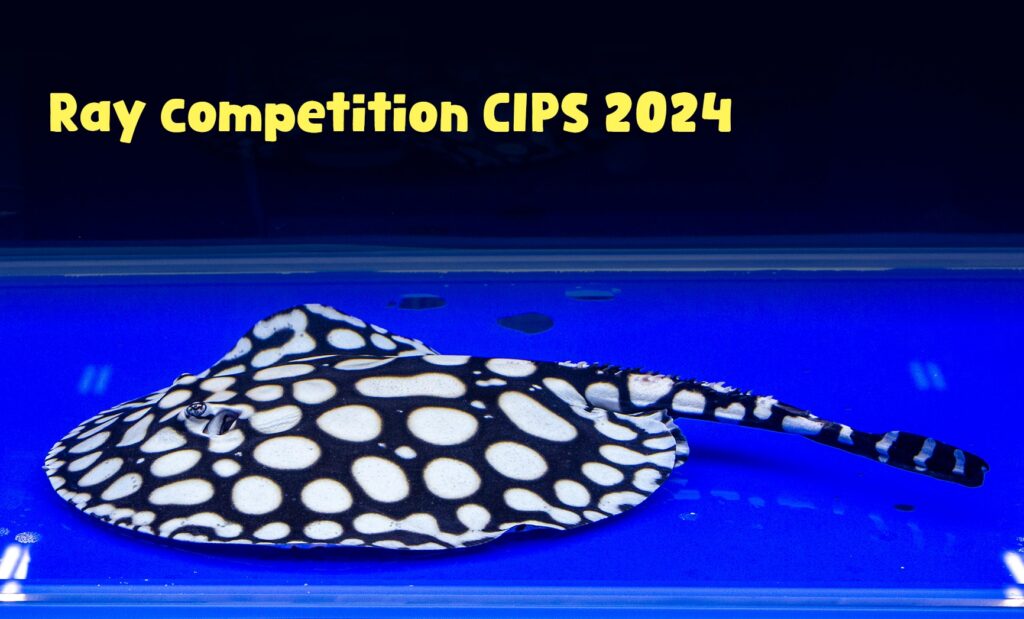 CIPS 2024