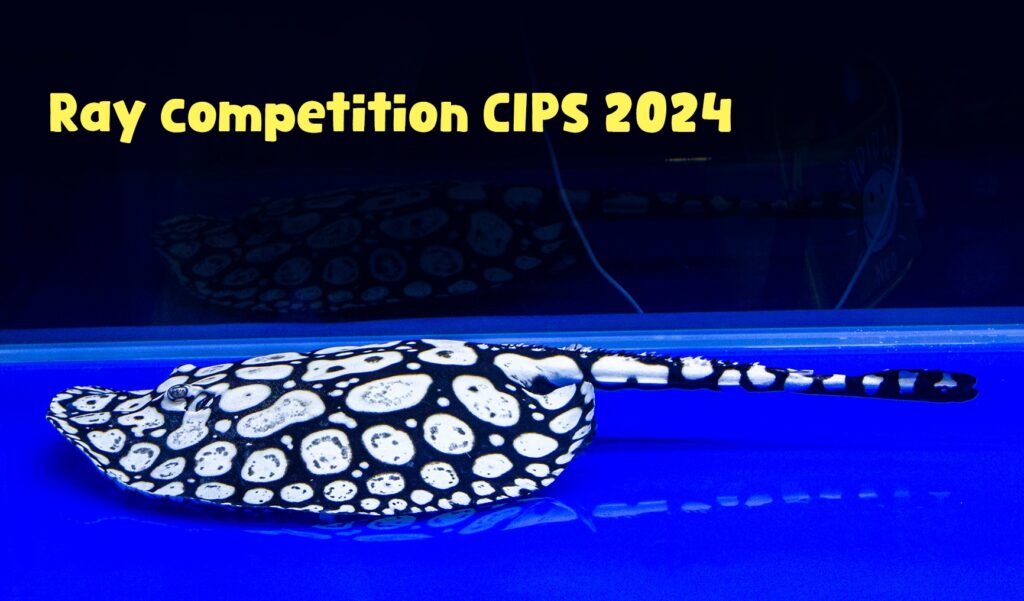 CIPS 2024