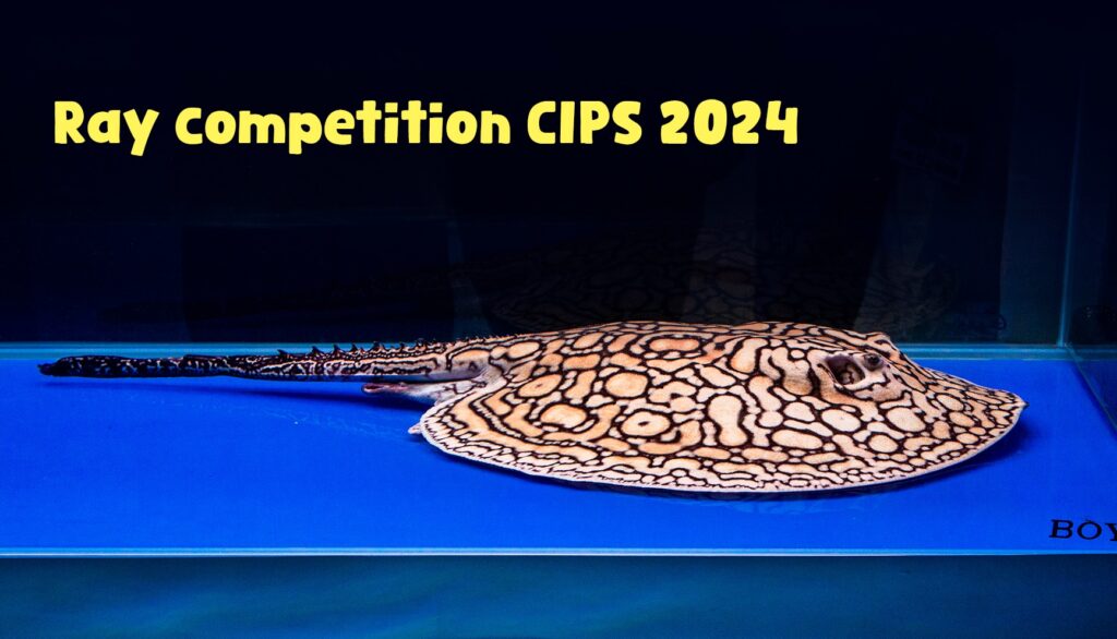 CIPS 2024