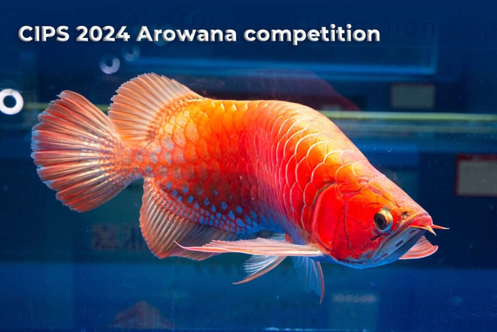 CIPS 2024