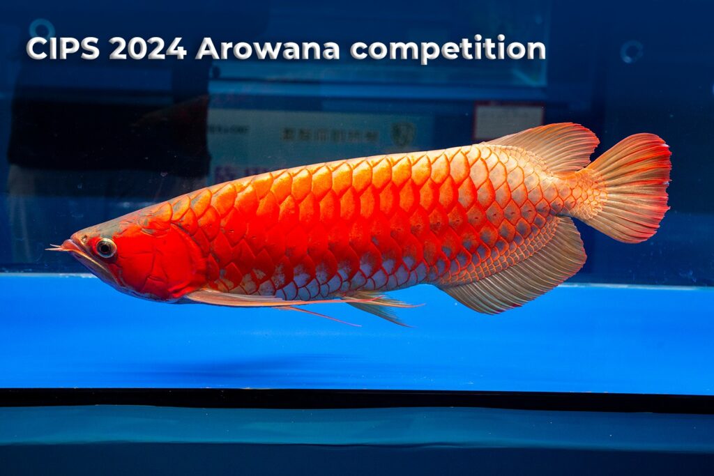 CIPS 2024