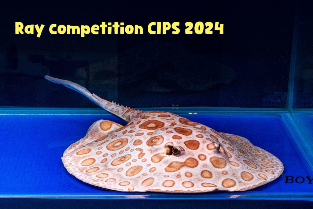 CIPS 2024
