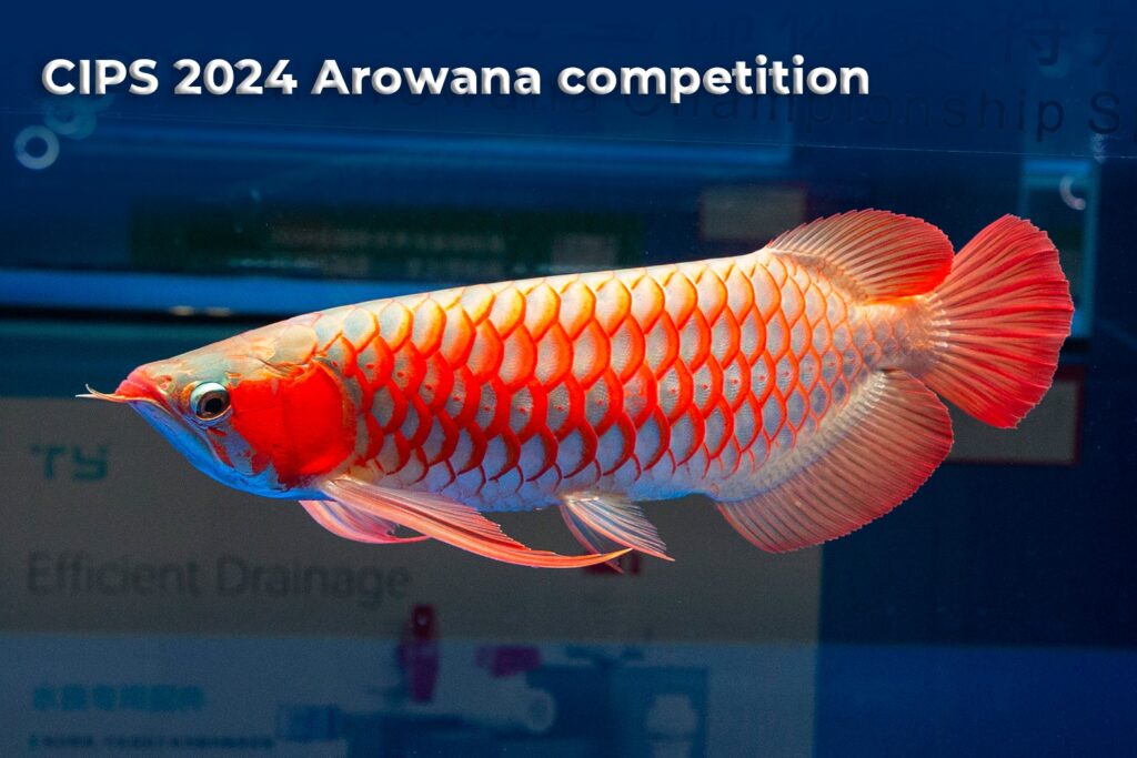 CIPS 2024