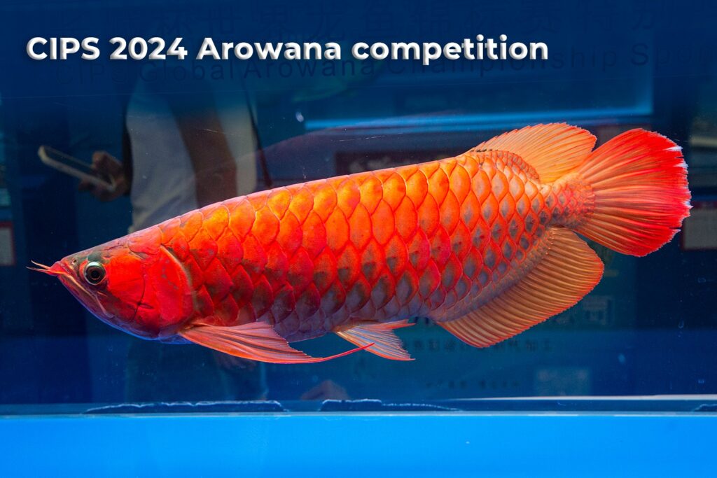 CIPS 2024