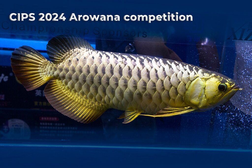 CIPS 2024
