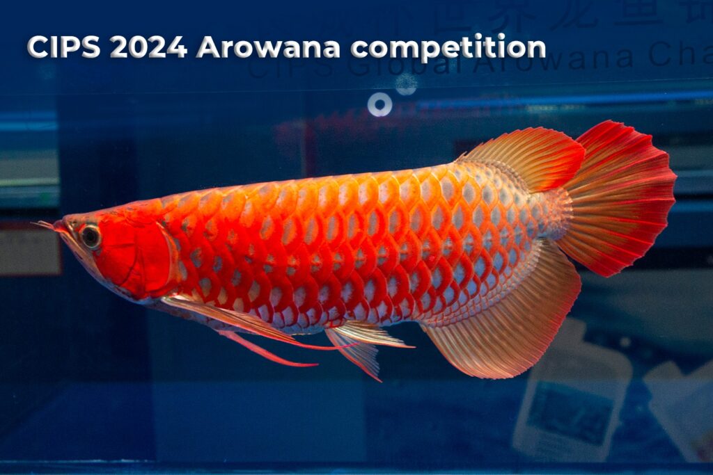 CIPS 2024