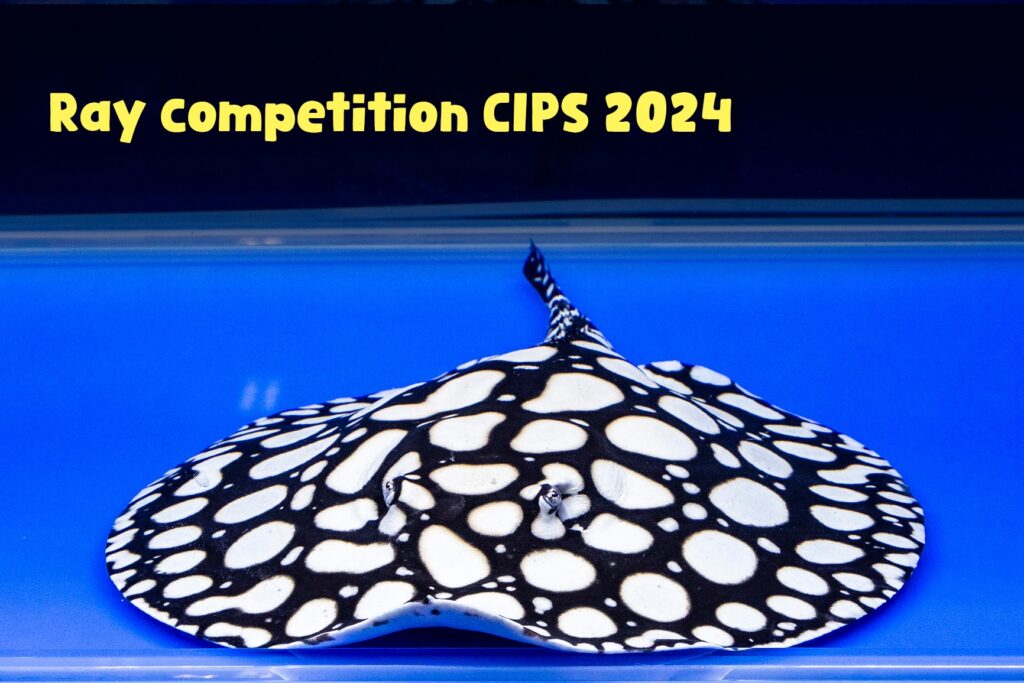CIPS 2024