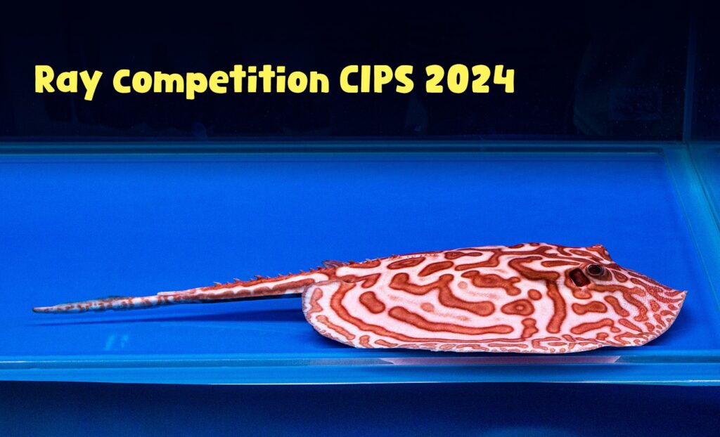 CIPS 2024