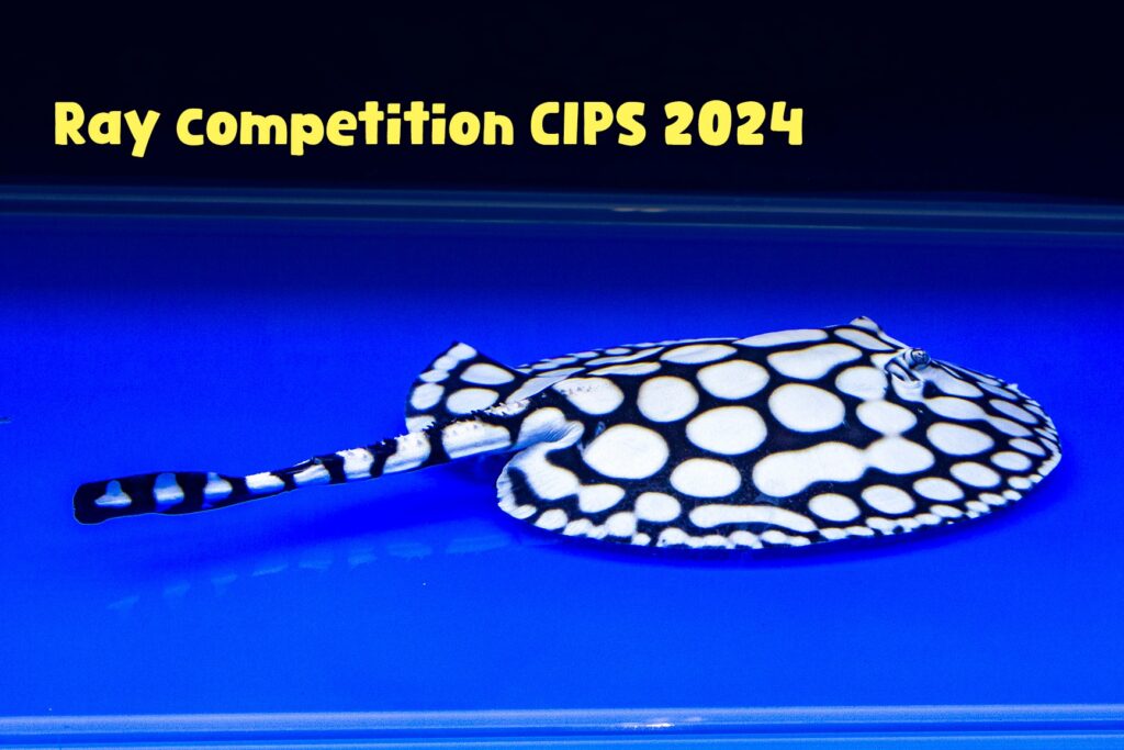 CIPS 2024