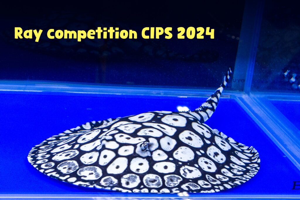 CIPS 2024