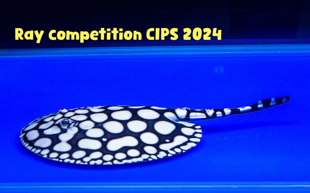 CIPS 2024