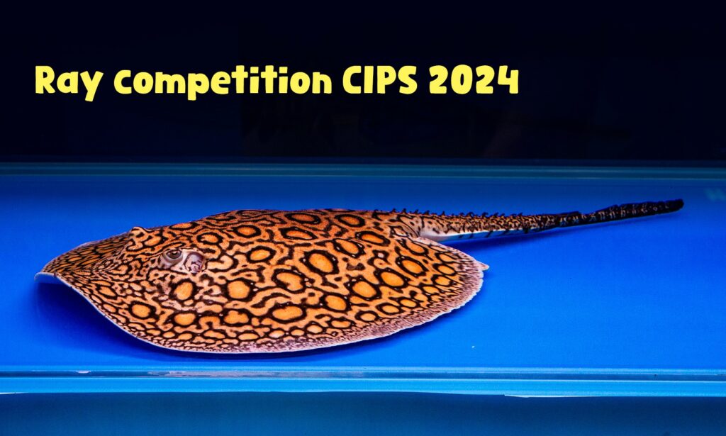 CIPS 2024
