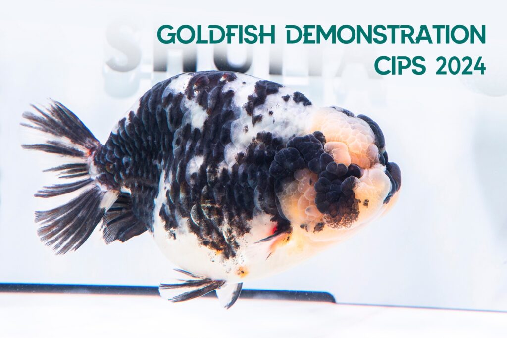 金魚Part II