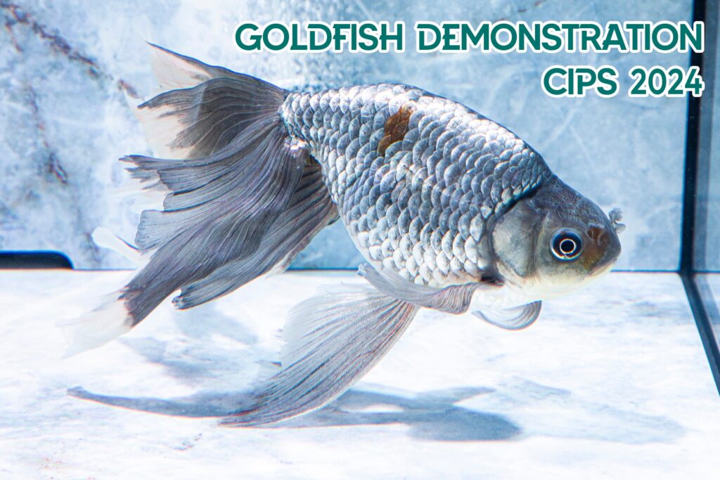 金魚Part II