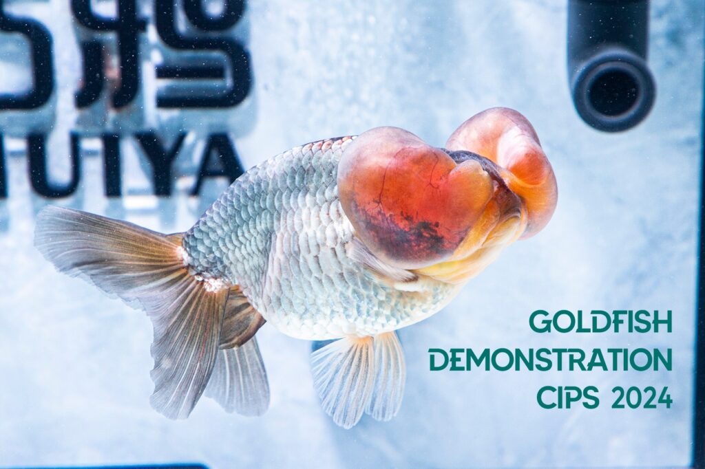 金魚Part II