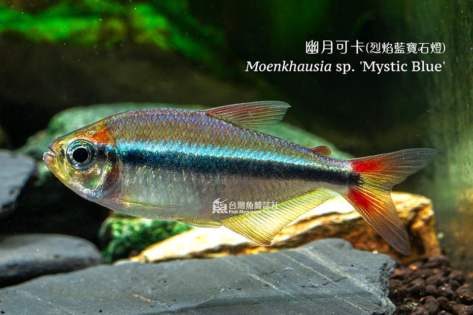烈焰藍寶石燈