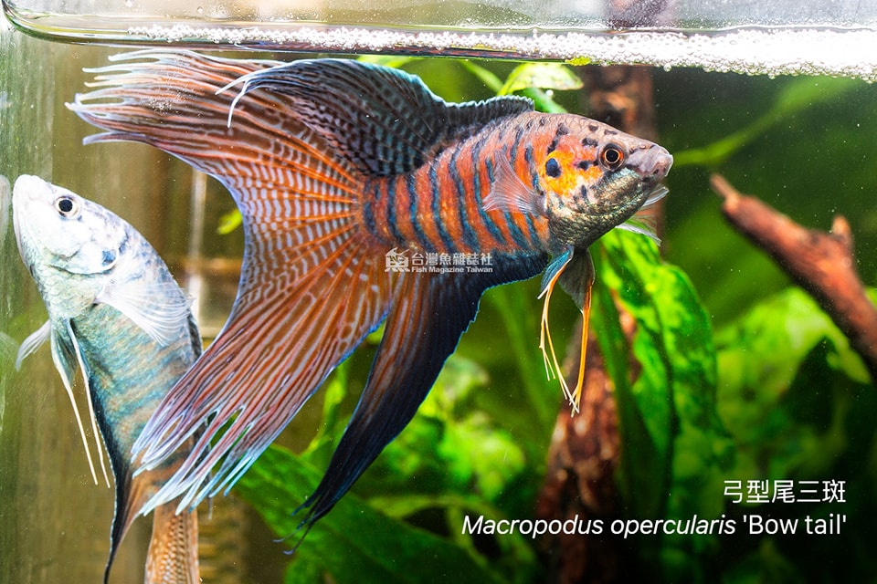 弓型尾三斑鬥魚