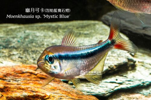 烈焰藍寶石燈