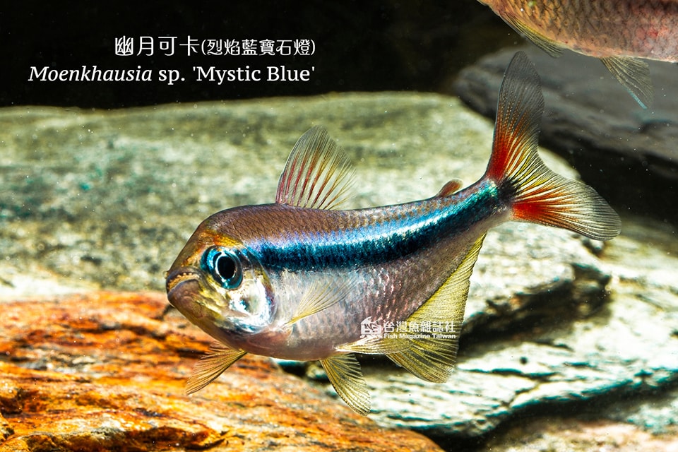 烈焰藍寶石燈