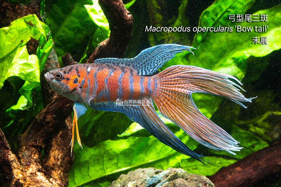 弓型尾三斑鬥魚