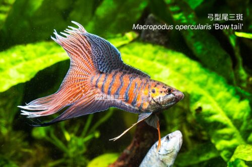 弓型尾三斑鬥魚