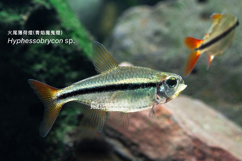 火尾薄荷燈