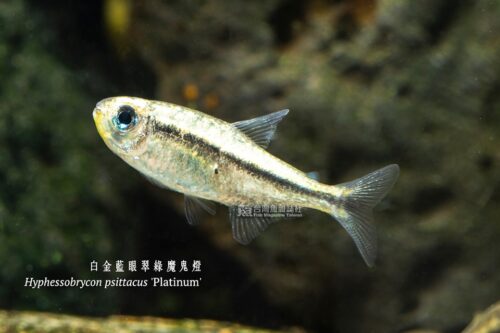白金藍眼翠綠魔鬼燈
