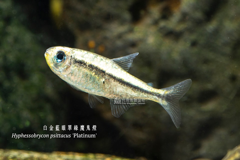 白金藍眼翠綠魔鬼燈