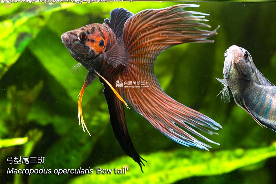 弓型尾三斑鬥魚