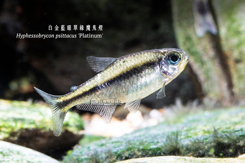 白金藍眼翠綠魔鬼燈