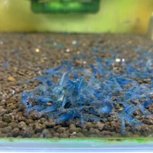 蝦天狗蠅蛆蛋白餐(水晶蝦、螯蝦、米蝦等)1Kg