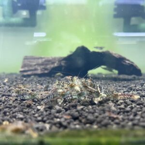蝦天狗蠅蛆蛋白餐(水晶蝦、螯蝦、米蝦等)1Kg