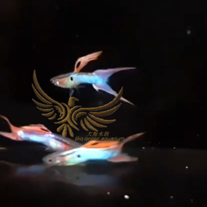 純種孔雀魚 各式品系(對魚)