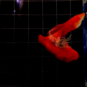純種孔雀魚 各式品系(對魚)