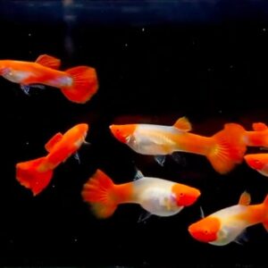純種孔雀魚 各式品系(對魚)
