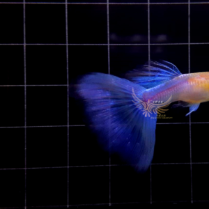 純種孔雀魚 各式品系(對魚)