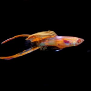 純種孔雀魚 各式品系(對魚)