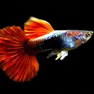 純種孔雀魚 各式品系(對魚)