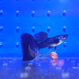 純種孔雀魚 各式品系(對魚)
