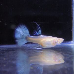 純種孔雀魚 各式品系(對魚)