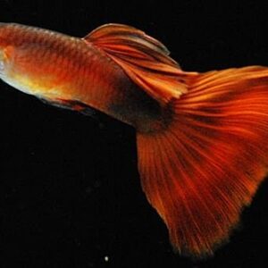 純種孔雀魚 各式品系(對魚)