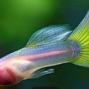 純種孔雀魚 各式品系(對魚)