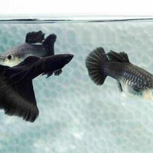 純種孔雀魚 各式品系(對魚)