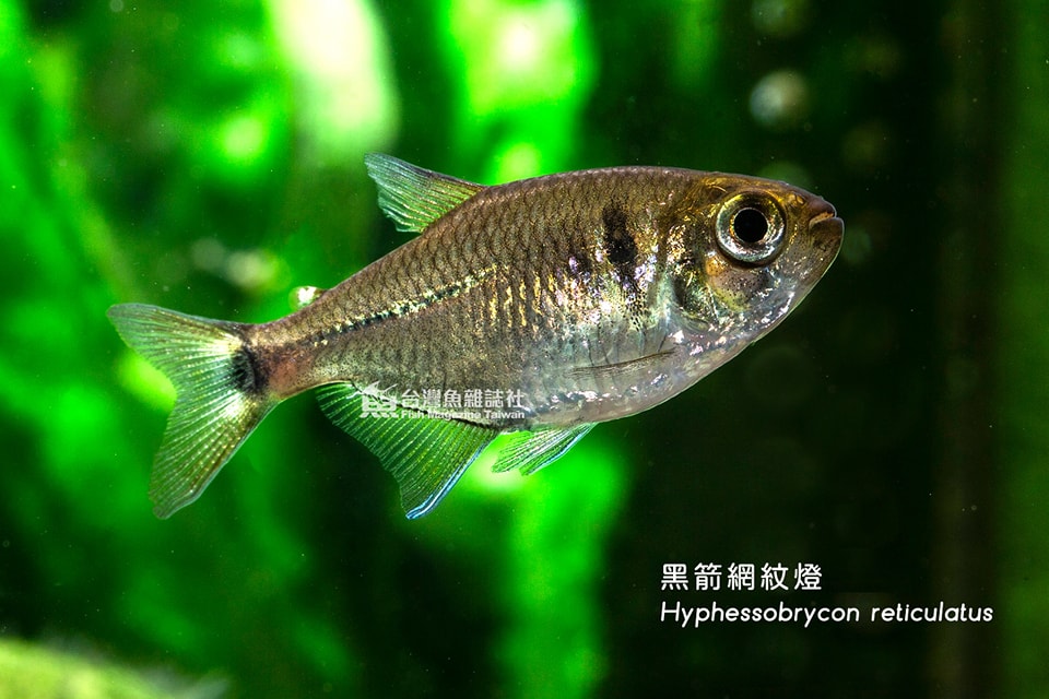 黑箭網紋燈