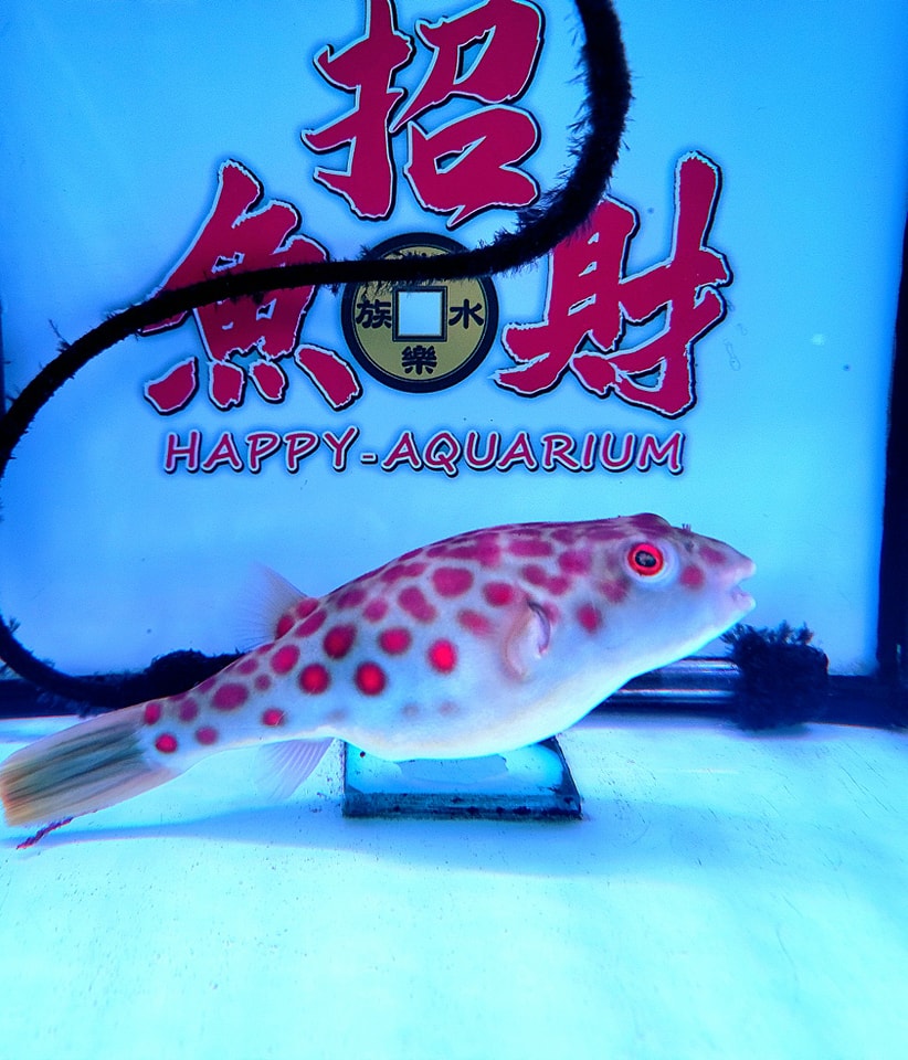 滿背紅圓點狗頭