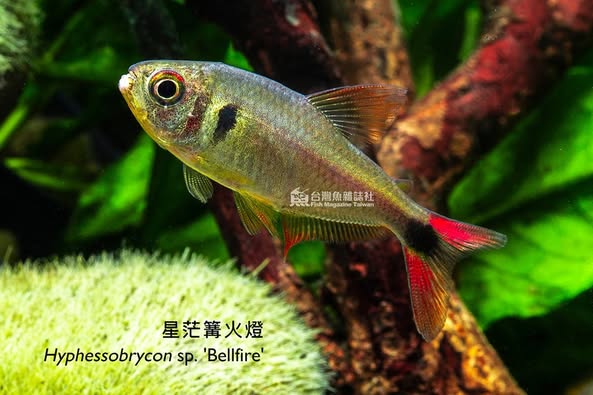 星茫篝火燈