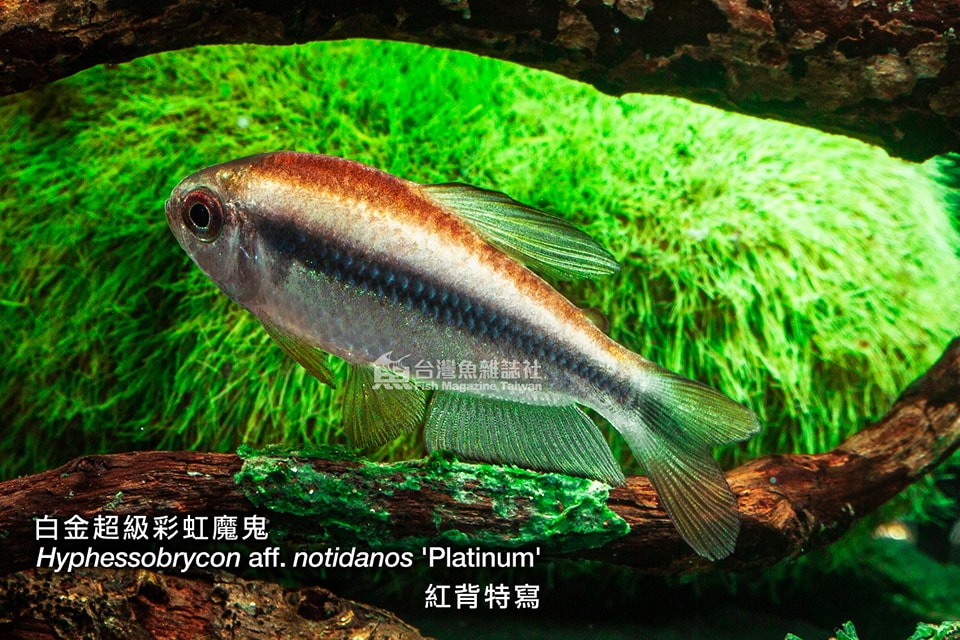 白金超級彩虹魔鬼